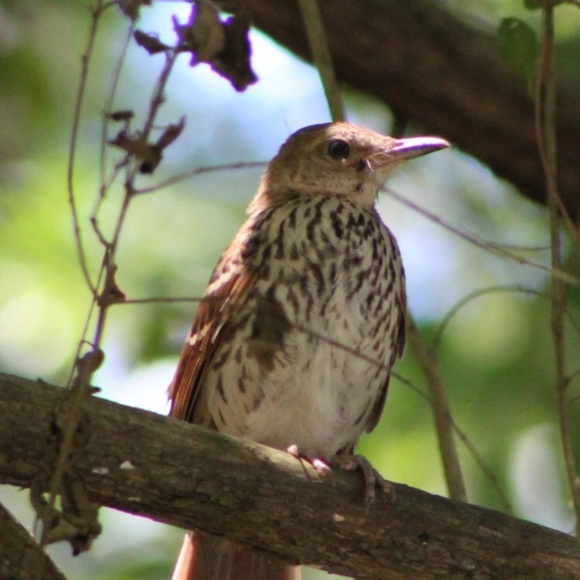 🛑STOP THE SCAMS!  PLEASE READ!!!🛑 - Picture 10 of 12